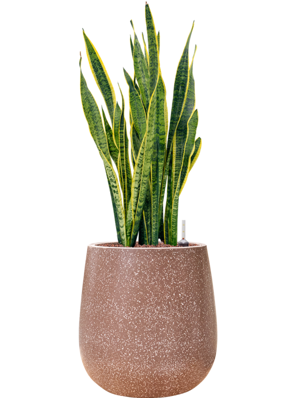 Sansevieria trifasciata Laurentii in Baq Terrazzo - hydroponie, průměr 38 cm Sanseveria, Tchýnin jazyk, Tenura