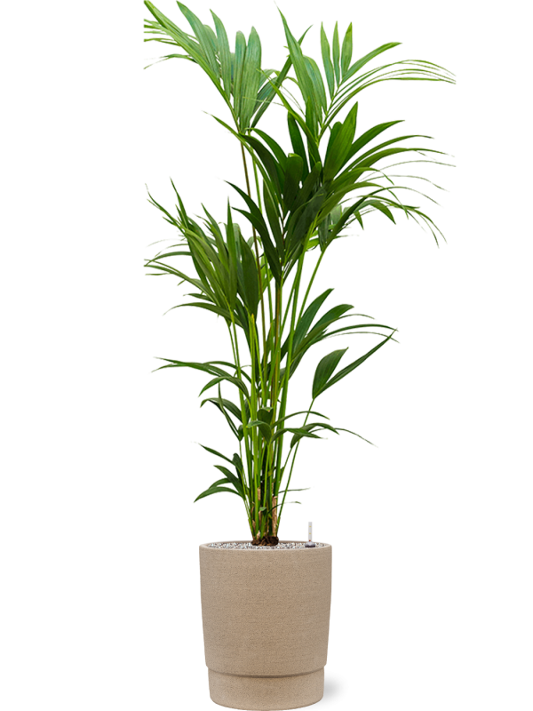 Kentia (Howea) forsteriana v obalu Chao - substrát Vulkastrat, průměr 32 cm Kencie, Rajská palma