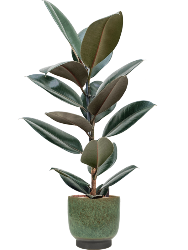 Ficus elastica Abidjan v obalu Linn - hydroponie, průměr 25 cm Fíkovník pryžodárný, Fíkovník, Gumovník