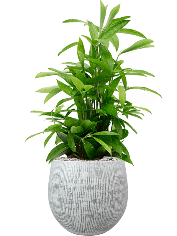 Dracaena surculosa v obalu Ryan - substrát Vulkastrat, průměr 26 cm Dracéna lemovaná, Dračinec