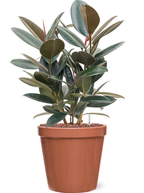 Ficus elastica Abidjan v obalu Feliz - hydroponie, průměr 28 cm Fíkovník pryžodárný, Fíkovník, Gumovník