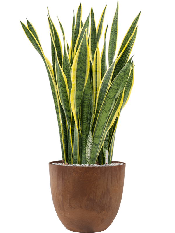 Sansevieria trifasciata Laurentii v obalu Artstone - substrát Vulkastrat, průměr 38 cm Sanseveria, Tchýnin jazyk, Tenura