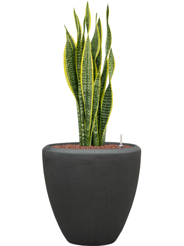 Sansevieria trifasciata Laurentii v obalu Baq Polystone Plain - hydroponie, průměr 40 cm Sanseveria, Tchýnin jazyk, Tenura