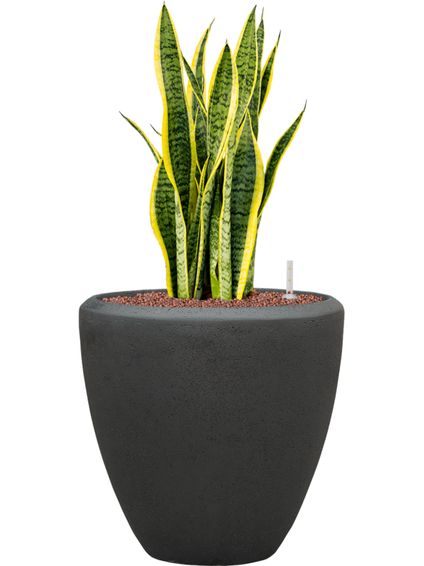 Sansevieria trifasciata Laurentii v obalu Baq Polystone Plain - hydroponie, průměr 40 cm Sanseveria, Tchýnin jazyk, Tenura