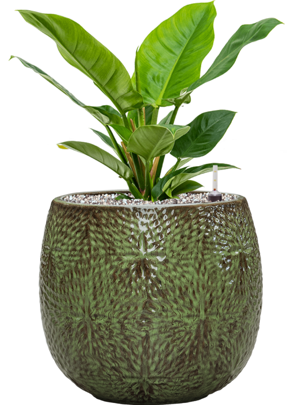 Philodendron Imperial Green v obalu Marly - substrát Vulkastrat, průměr 30 cm Filodendron
