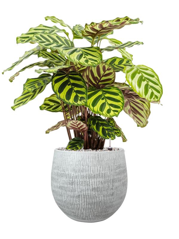 Calathea makoyana v obalu Ryan - substrát Vulkastrat, průměr 26 cm Kalatea