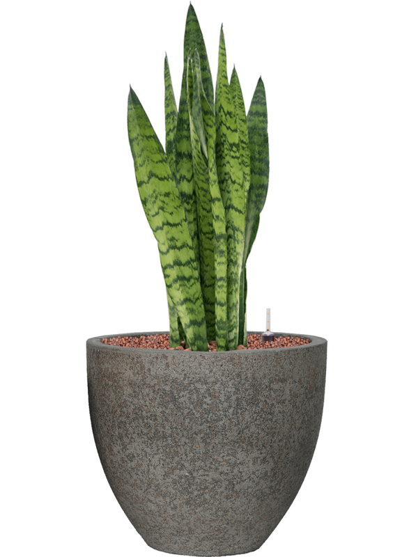 Sansevieria zeylanica v obalu Cement - hydroponie, průměr 34 cm Sanseveria, Tchýnin jazyk, Tenura