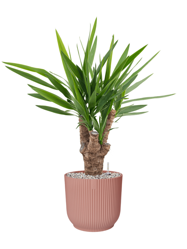 Yucca elephantipes v obalu Vibes Fold - substrát Vulkastrat, průměr 25 cm Juka