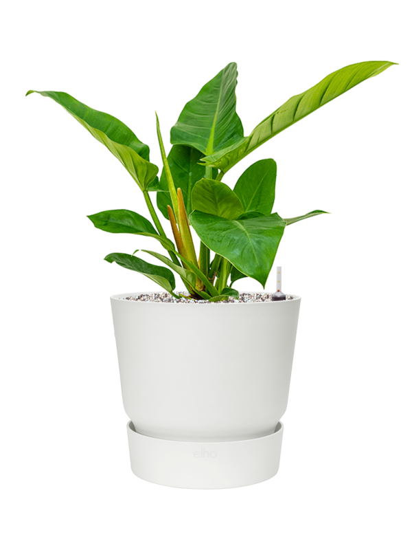 Philodendron Imperial Green v obalu Greenville - substrát Vulkastrat, průměr 25 cm Filodendron