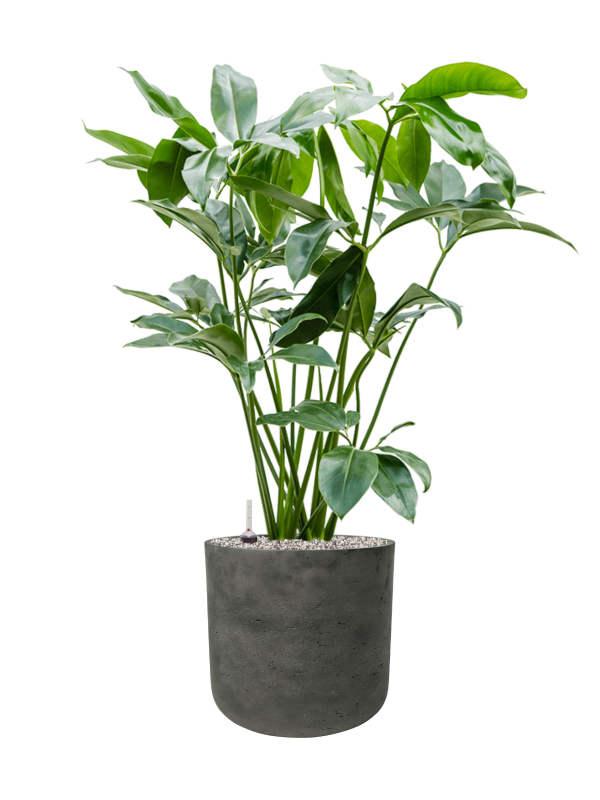 Philodendron Green Wonder v obalu Rough - substrát Vulkastrat, průměr 32 cm Filodendron