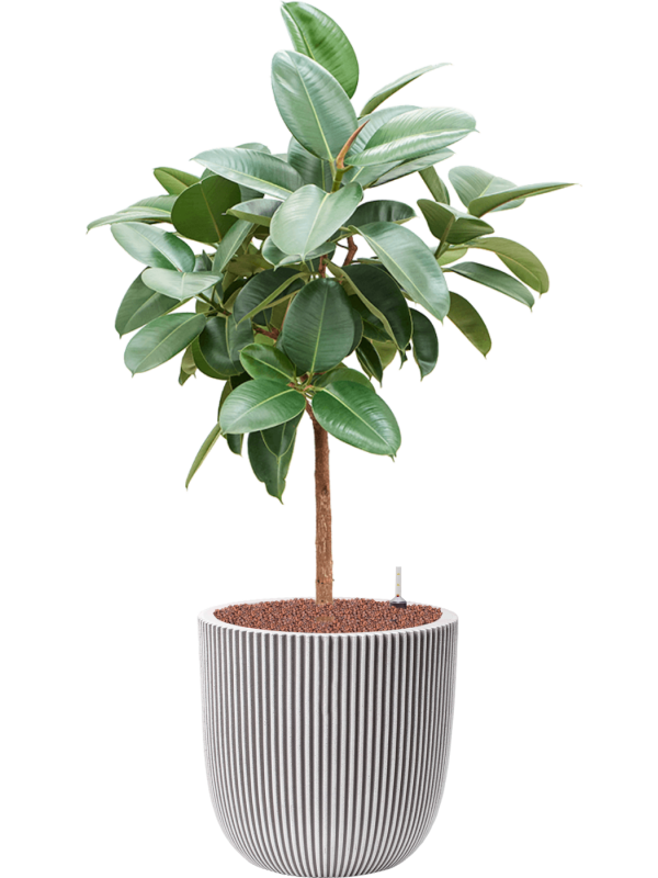 Ficus elastica Robusta v obalu Capi Nature Groove NL - hydroponie, průměr 43 cm Fíkovník pryžodárný, Fíkovník, Gumovník