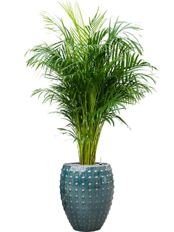 Dypsis (Areca) lutescens v obalu Laos - substrát Vulkastrat, průměr 44 cm Palma areková