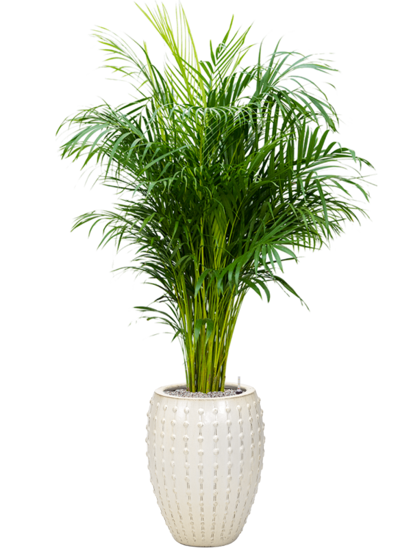 Dypsis (Areca) lutescens v obalu Laos - substrát Vulkastrat, průměr 44 cm Palma areková