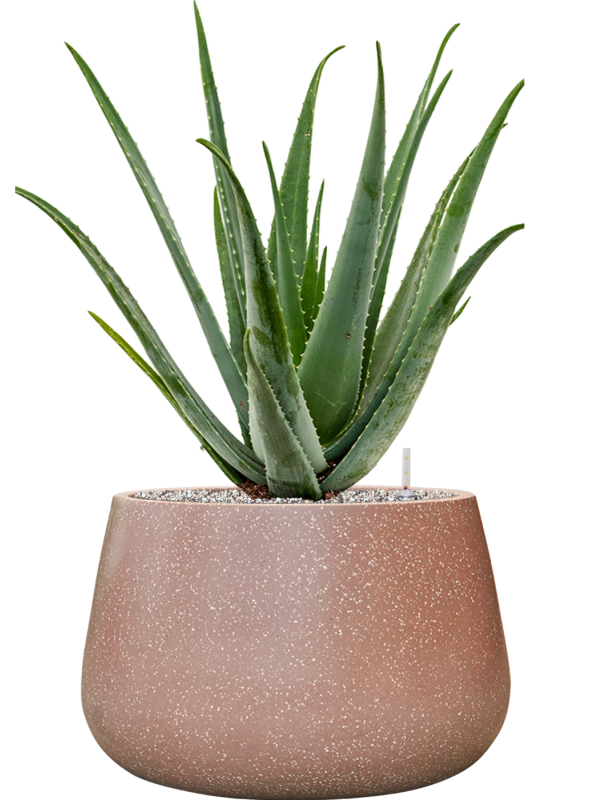 Aloe vera barbadensis v obalu Baq Terrazzo - substrát Vulkastrat, průměr 37 cm Aloe pravá