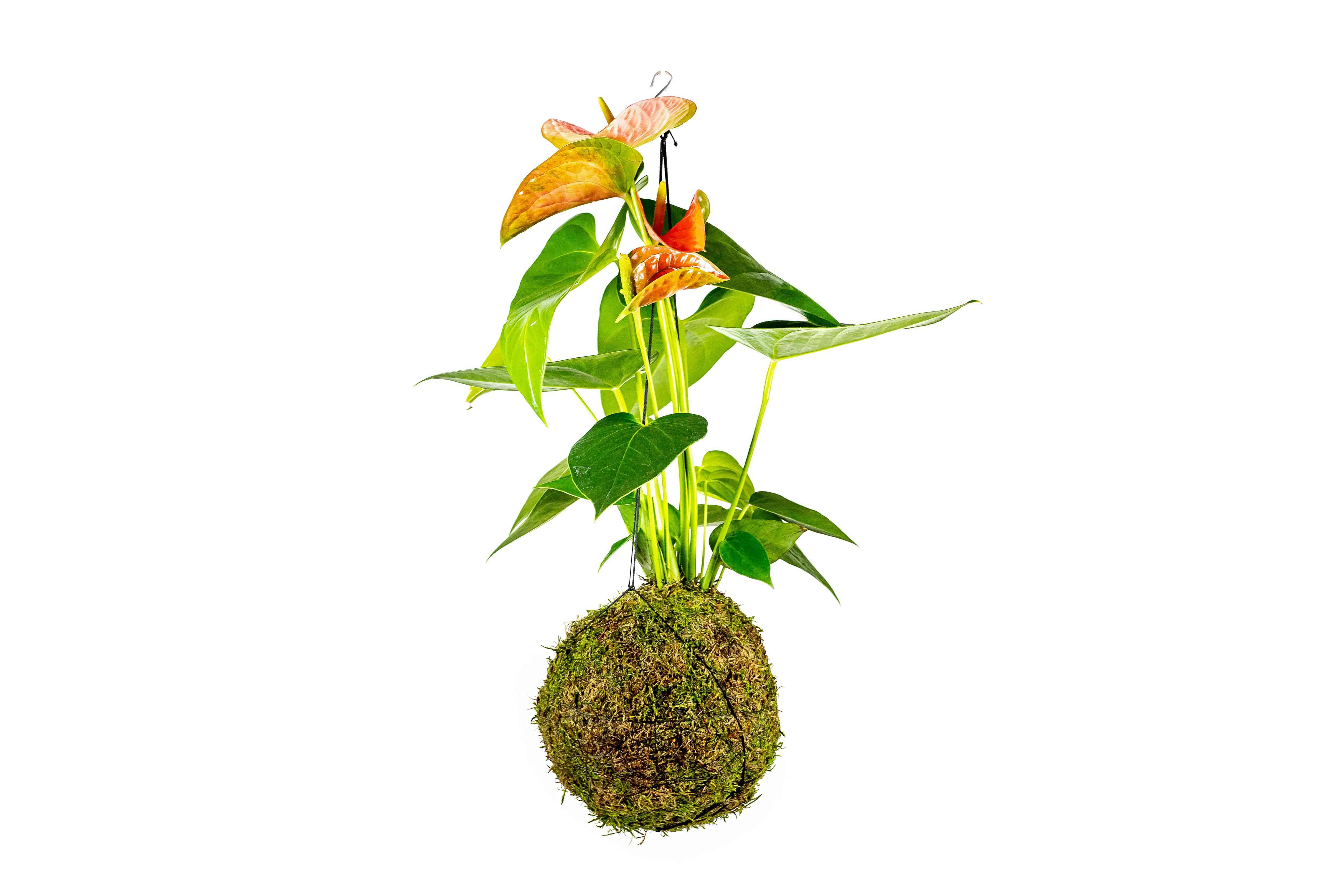 Kokedama Anthurium oranžová (L) Anturie, toulitka, prasečí ocásek