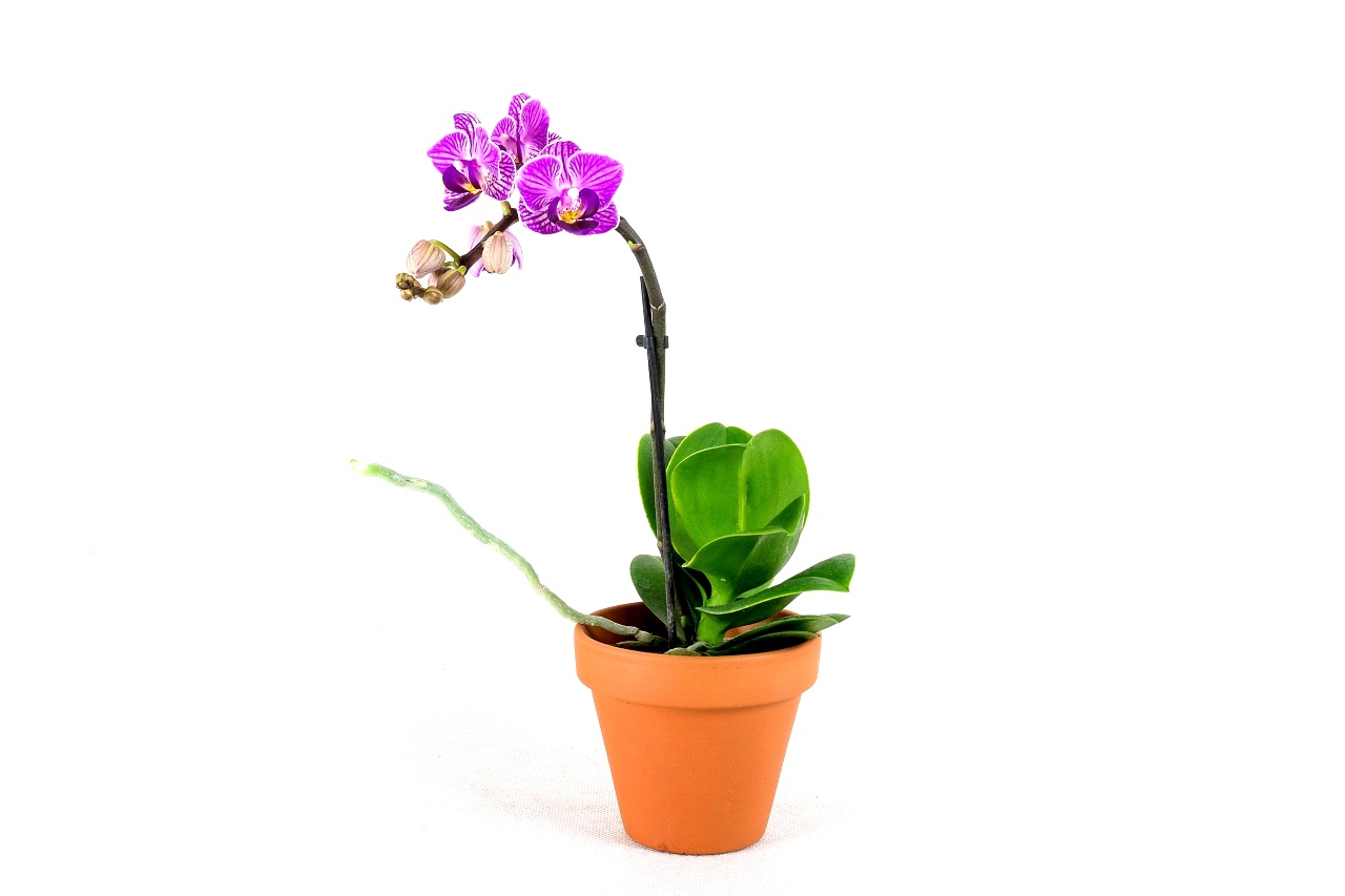 Phalaenopsis mini, průměr 6 cm Falenopsis, můrovec