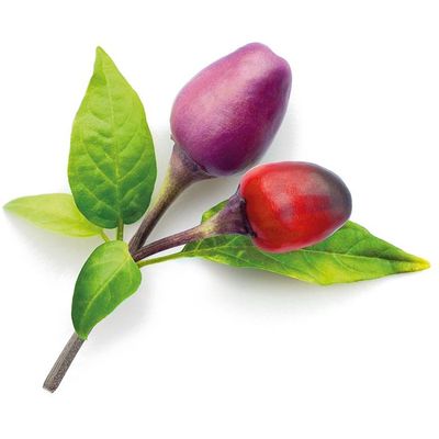Kapsle Smart Garden se semínky a substrátem - Fialové chilli, 3ks