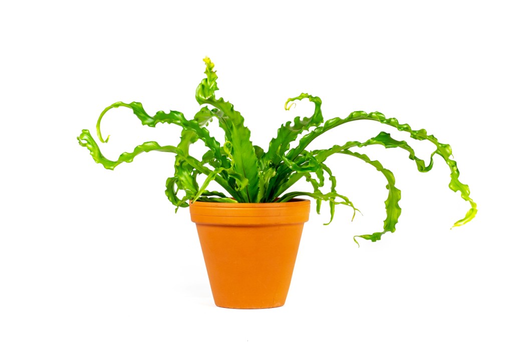 Asplenium antiquum Osaka, průměr 12 cm Sleziník, Ptačí hnízdo