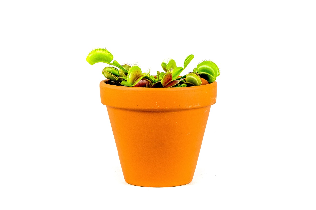 Dionaea, průměr 6 cm Mucholapka podivná