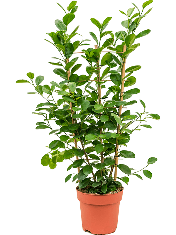 Ficus microcarpa Moclame, průměr 24 cm Fíkovník drobnolistý