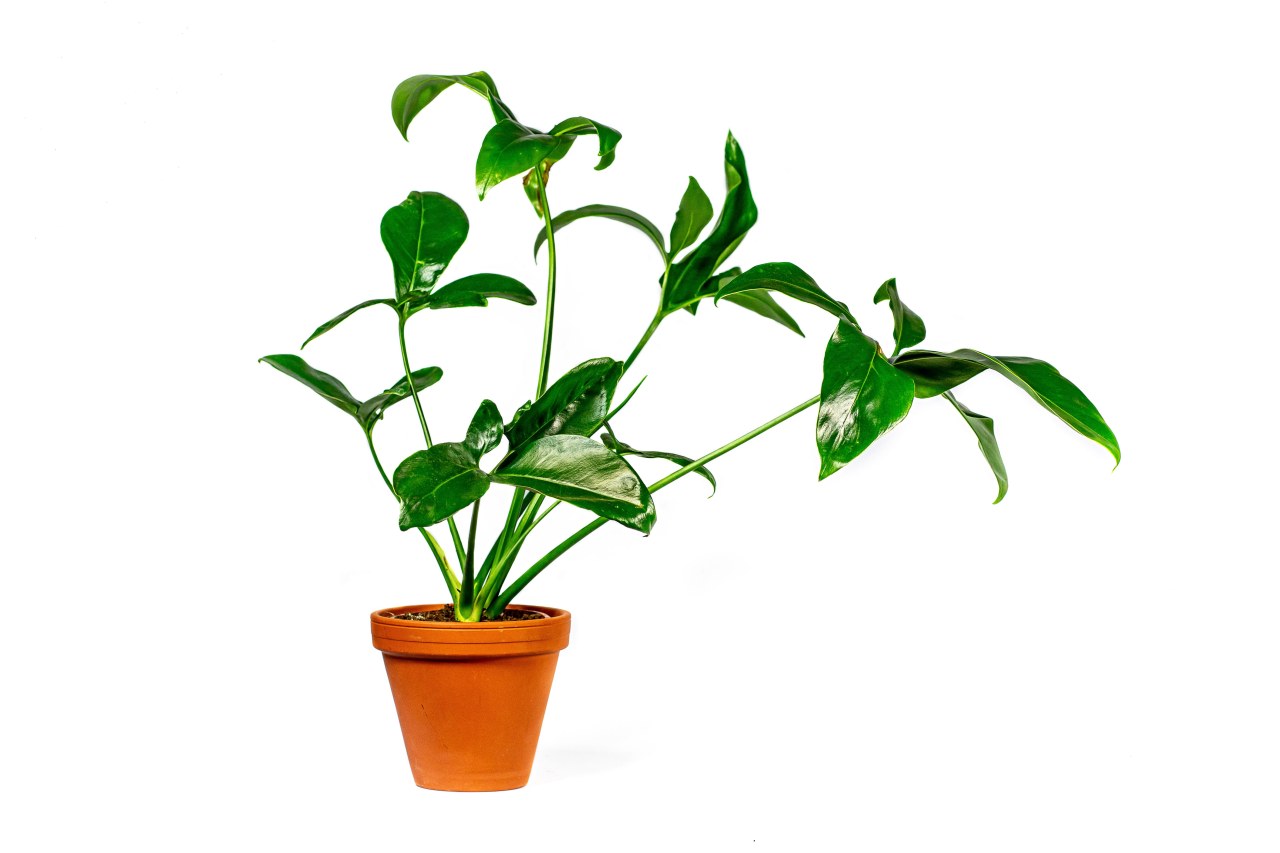 Philodendron green wonder, průměr 24 cm Filodendron