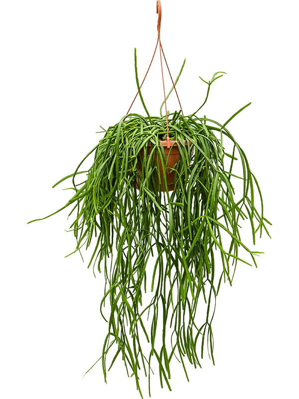 Rhipsalis trigona, průměr 25 cm Rhipsalis, věšák