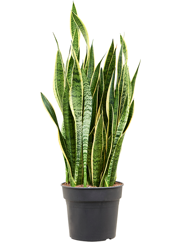 Sansevieria trifasciata Laurentii, průměr 34 cm Sanseveria, Tchýnin jazyk, Tenura