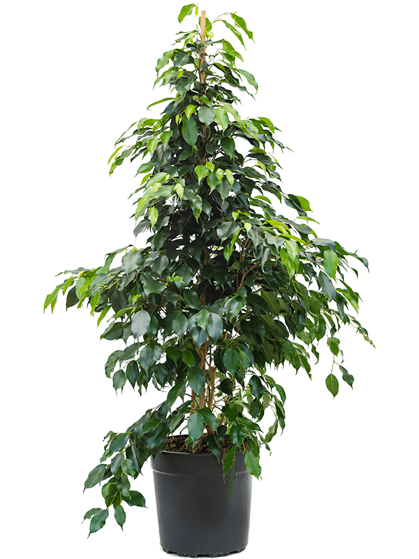 Ficus benjamina Danielle, průměr 27 cm Fíkovník drobnolistý
