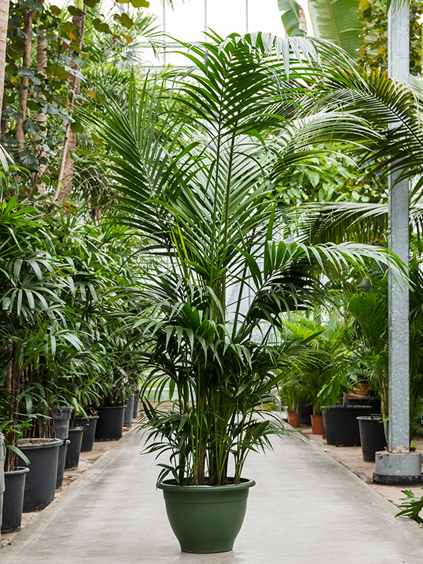 Howea forsteriana (Kentia), průměr 50 cm Kencie, rajská palma