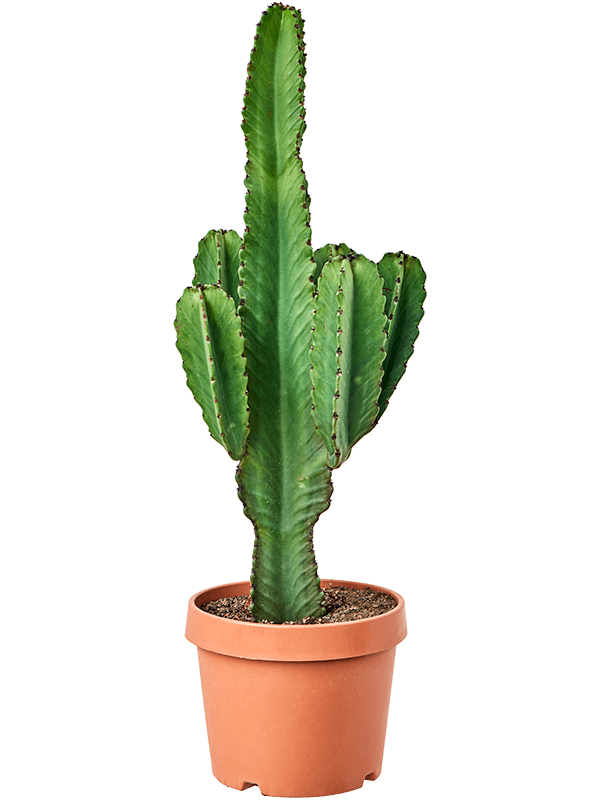 Euphorbia ingens, průměr 35 cm Pryšec