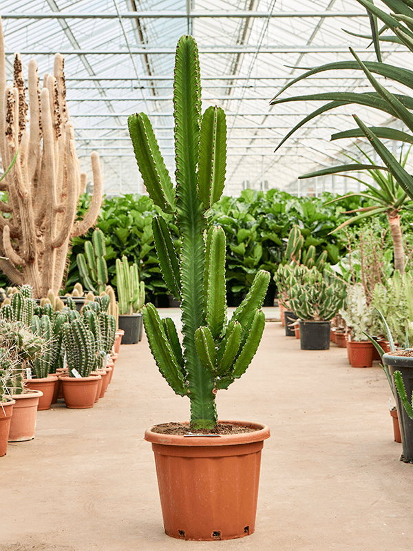 Euphorbia ingens, průměr 40 cm Pryšec