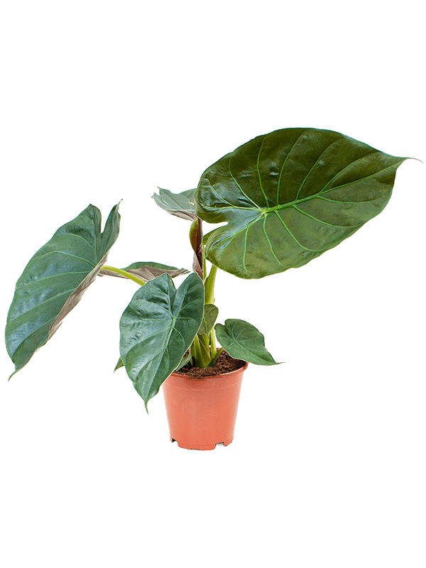 Alocasia wentii, průměr 19 cm Alokásie, Alokázie
