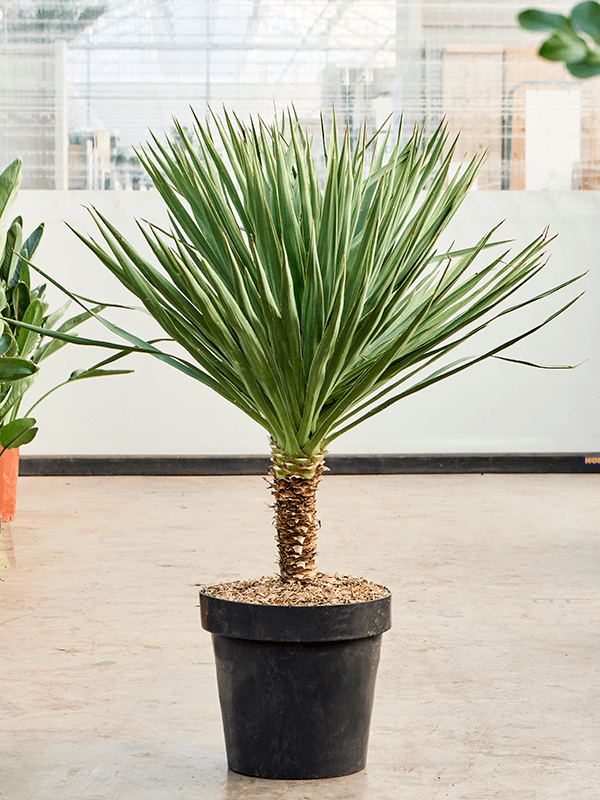 Yucca gloriosa, průměr 50 cm Juka
