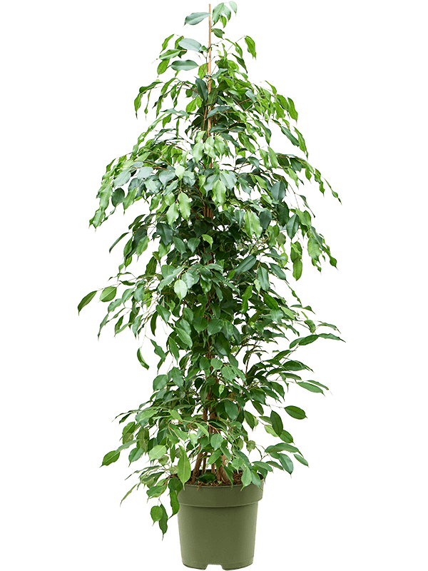 Ficus benjamina Exotica, průměr 27 cm Fíkovník drobnolistý