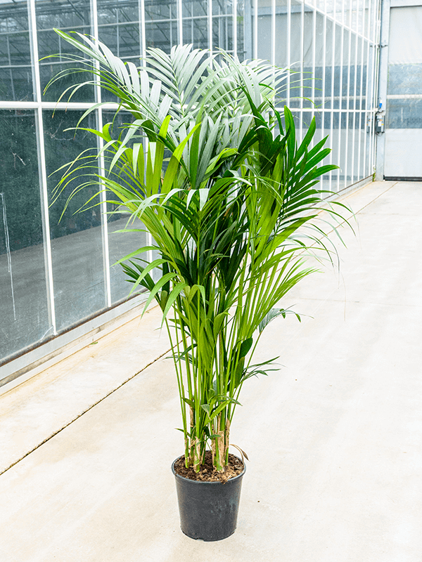 Howea forsteriana (Kentia), průměr 32 cm Kencie, rajská palma