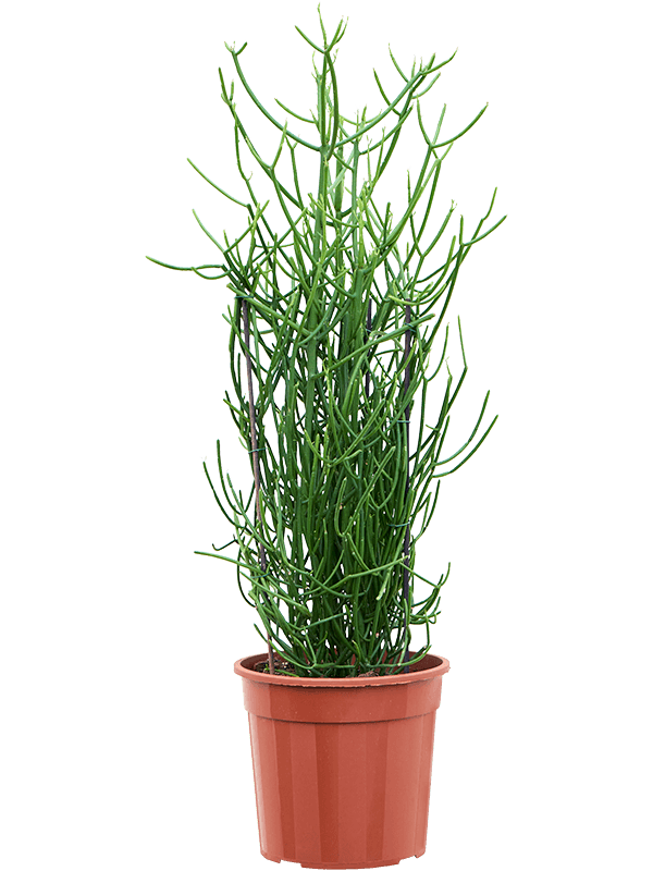 Euphorbia tirucalli, průměr 24 cm Pryšec