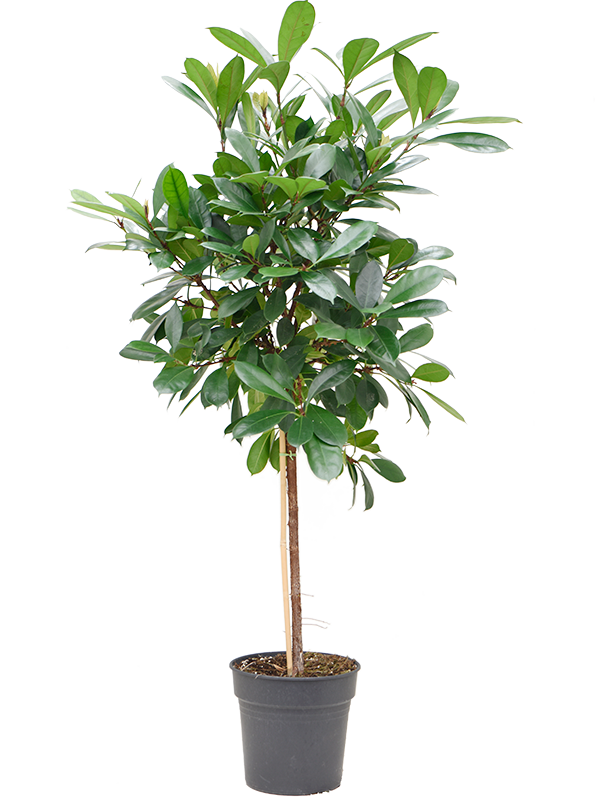 Ficus cyathistipula, průměr 30 cm Fíkovník