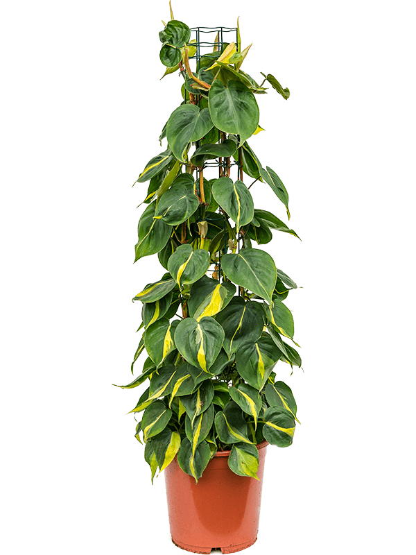 Philodendron scandens Brasil, průměr 24 cm Filodendron