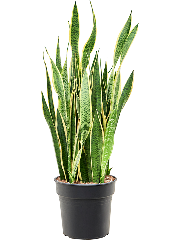 Sansevieria trifasciata Laurentii, průměr 30 cm Sanseveria, Tchýnin jazyk, Tenura