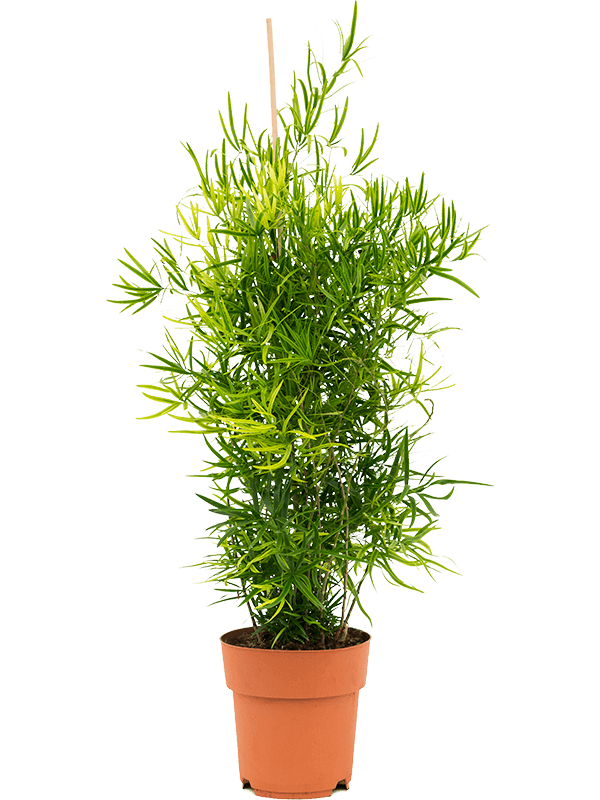 Asparagus falcatus, průměr 19 cm Asparágus, Chřest srpovitý