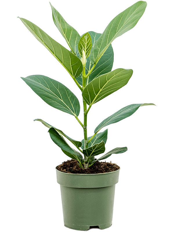 Ficus benghalensis Audrey, průměr 17 cm Fíkovník bengálský
