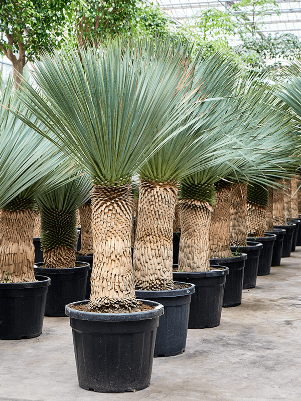 Yucca rostrata, průměr 48 cm Juka