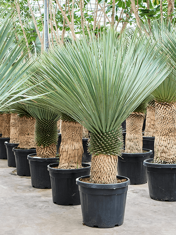 Yucca rostrata, průměr 45 cm Juka