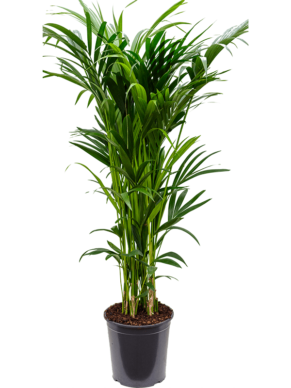 Howea forsteriana (Kentia), průměr 32 cm Kencie, rajská palma