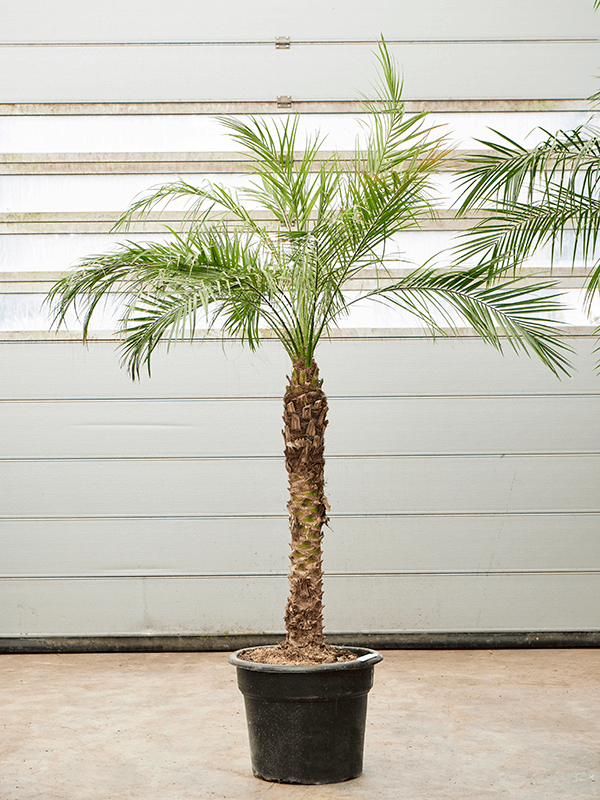 Phoenix roebelenii, průměr 40 cm Datlovníik laošský