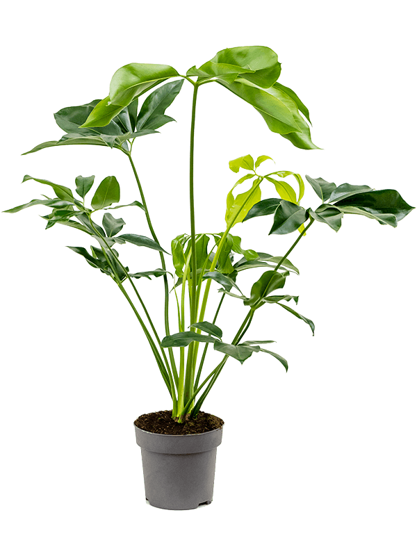Philodendron Green Wonder, průměr 24 cm Filodendron
