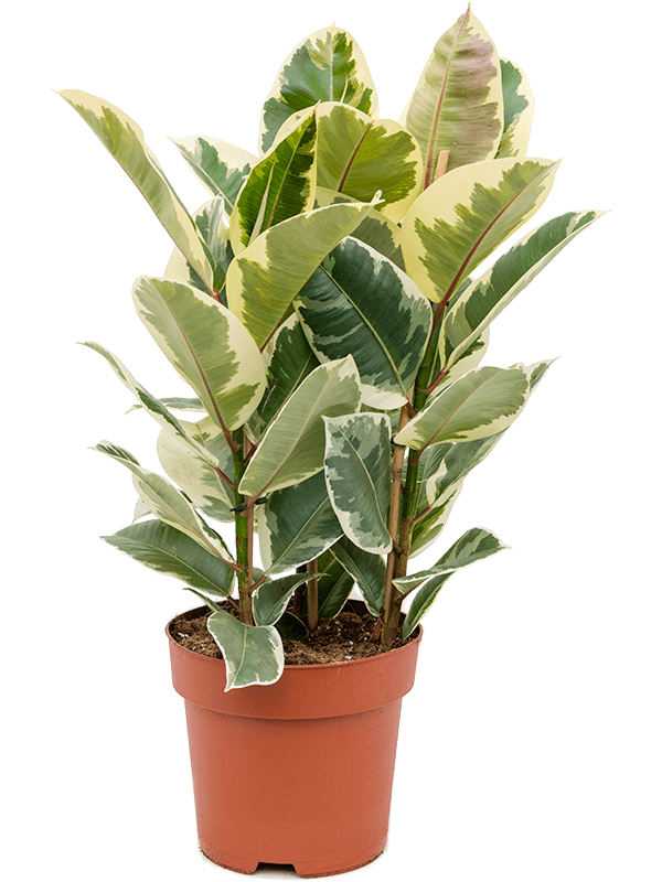 Ficus elastica Tineke, průměr 24 cm Fíkovník pryžodárný, Fíkovník, Gumovník