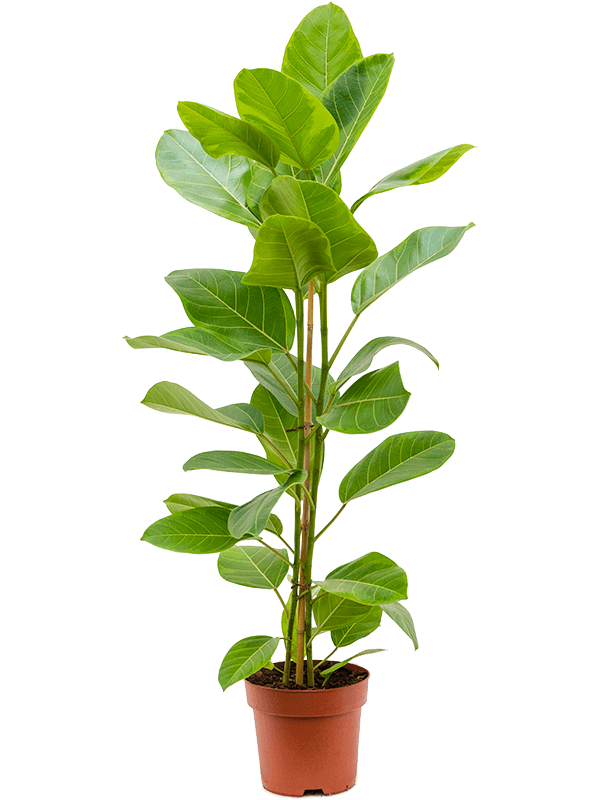 Ficus altissima Yellow Gem, průměr 21 cm Fíkovník