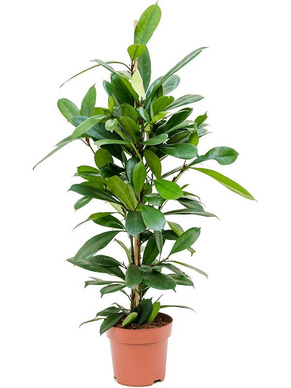 Ficus cyathistipula, průměr 21 cm Fíkovník