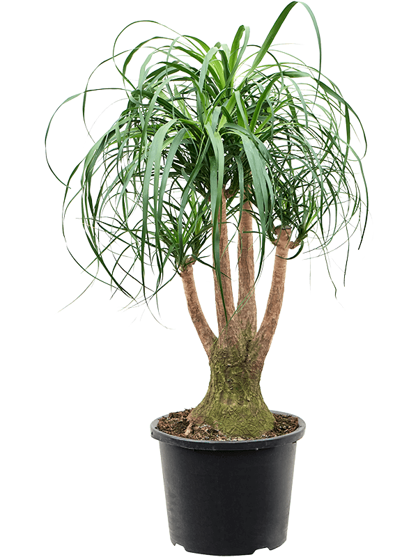 Beaucarnea recurvata, průměr 32 cm Nolina, Sloní noha, Bokarnea